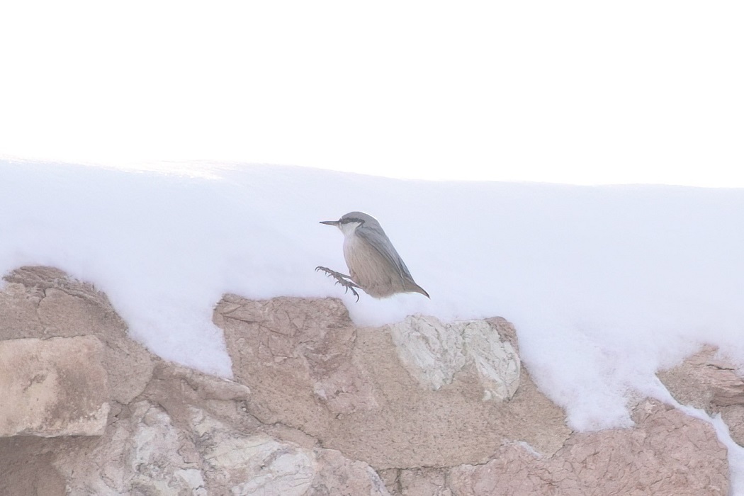 Western Rock Nuthatch